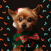 Sensational Well Trained Dogs - Calming Jazz For Dogs