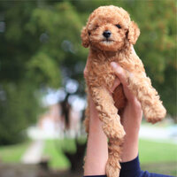 Sleepiness - Music for Dog's Ears & Sleep Music For Dogs & Relaxing Music for Dogs