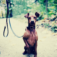 Superlative Calming Pups - Dog Music Zone