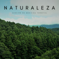 Silbido Calmo - Naturaleza Sonidos & Pájaros del Bosque & Relajante