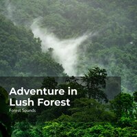 Gloomy Thick Forest - Ambient Forest & Forest Sounds & Rainforest Sounds