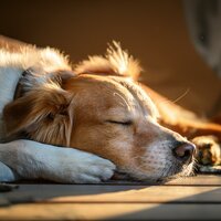 Paz De Guitarra Flotante - Guitarras Venturosas & Musicoterapia con mascotas & Música para Mascotas