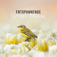 Vögel Lied am Morgen - Naturgeräusche Meditationsmusik