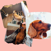 Phenomenal Ambiance for Cutest Dogs - Relax My Puppy