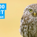Топ 100 Август 2017 от Muzmo (Зарубежные треки)