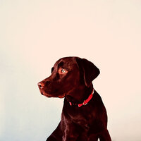 Laid-back Sleeping Pups - Doggy Relaxing Sounds