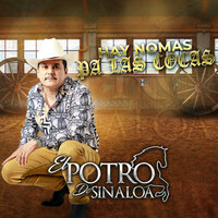 Como Tu Decidas (En Vivo) - El Potro De Sinaloa