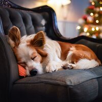 Las Frecuencias Relajantes Inspiran Tranquilidad - Pioneros de lo-fi & Academia de música de mascotas tranquilas & Mascotas soñolientas