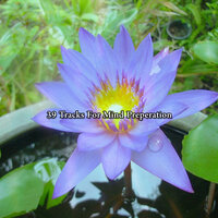 The Opening - Ambient Forest