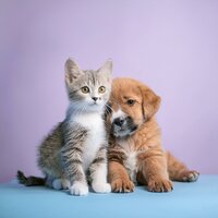 El Descanso Tranquilo Calma Suavemente - Grillos virtuales & Biblioteca para la calma animal & Calma en el descanso