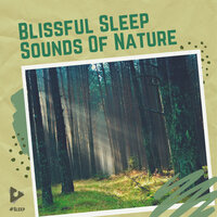 River Rainforest - #Sleep & Sleep Sounds Of Nature
