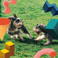 Sumptuous Ambience for Well Trained Dogs - Doggy Relaxing Sounds