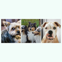 Dream-Like Ambiance for Soothing Doggies - Fashionable Doggy Music