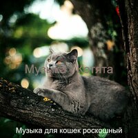 Музыка (Котята) - Музыка для кошек роскошный