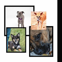 Subtle (Doggy Meal Time) - Songs for Dogs to Sleep To