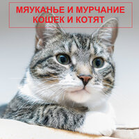 Маленький котенок мяукает - Мяуканье кошек и котят & Мурчание кошек & Мурчание кошек и котят & Kittens meowing