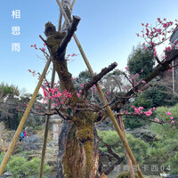 天劍女王 - 南星樂團