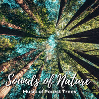 Rushing Mountain Stream Experience - The Forest Escape & Forest FX & Birds In The Forest