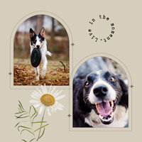 Cozy Dogs - Dreams - Relaxation Music For Dogs