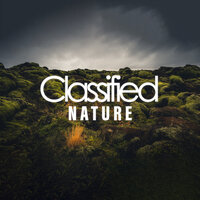 Abstract Nature - Rain Sounds & Nature Sounds