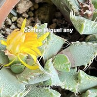 Baby Calm Down any - Ethereal Echoes