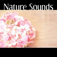 The Life of British Birds - Healing Power Natural Sounds Oasis