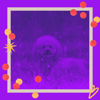 Atmospheric Ambiance for Sleeping Dogs - Relaxing Dog Music Vintage