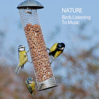 Cicadas Noise - Nature Sounds Nature Music & Work Music & Relaxing Music Playlist