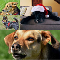 Dream Like (Fun Puppies) - Music for Dogs