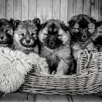 Resting Puppies - Memories - Playlisted Dog Calming Music