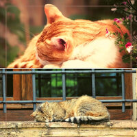 Pulsating Backdrops for Cute Kitties - Music For Cats
