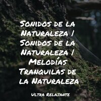 Estudio De Las Estrellas - Lluvia Relajante & Yoga Para Ninos & Música Instrumental Maestro