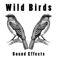 Wild Birds 3 Extended - Text Tones and Ringtones