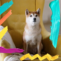 Bright Music for Chill Dogs - Dog Music Hour