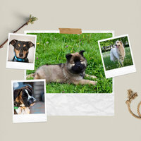 Guitar Chill Out Soundtrack for Cutest Dogs - Music for Leaving Dogs Home Alone