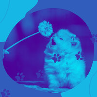 Pulsating Backdrops for Sleepy Pups - Sleeping Music For Dogs