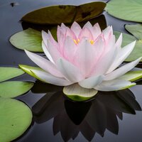Overflowing - Deep Sleep Music Experience & Echoes of Nature & Music to Relax in Free Time