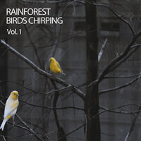 Forest Noises - Weather and Nature Recordings & Nature Sounds & Forest Rain FX