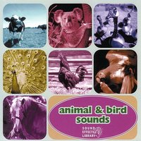 Cicadas - Animal and Bird Songs