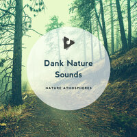 Jungle Vibes - Nature Atmospheres & Nature Sounds