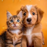 Orquesta Silenciosa Para Mascotas Felices - Cartera de ante & Canciones de animales y pájaros & Fan de animales tranquilos