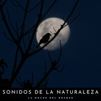 Campamento Por La Tarde - Sonido Del Bosque y Naturaleza & Ruidos de la Selva & Tiempo de relajación natural