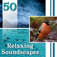Morning Birds – Yoga Therapy - Nature Sounds Paradise