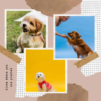 Comfy Dogs - Feelings - Music for Leaving Dogs Home Alone