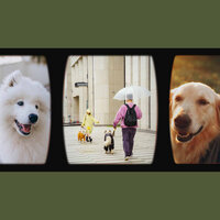 Chilled (Music) - Calming Jazz For Dogs