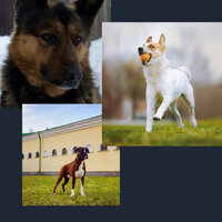 Background for Stresssed Dog - Calming Music for Dogs