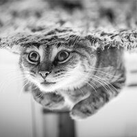 Strolling - Jazz Music for Cats & Music For Cats Peace & Cat Music Dreams