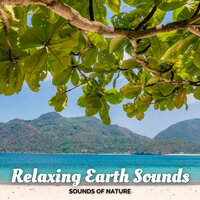 Nature's Soul - Nature Ambience & Nature Calm & Nature Field Recordings