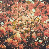 When Everything Was Mine - Phoria
