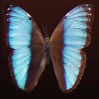 Schmetterling - Freezo